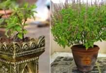 ನಿಮ್ಮ ಮನೆಯಲ್ಲಿ ತುಳಸಿ ಗಿಡ ಇದೆಯೇ?: ಹಾಗಿದ್ದರೆ ನೀವು ಈ ನಿಯಮ ಪಾಲಿಸಲೇಬೇಕು.